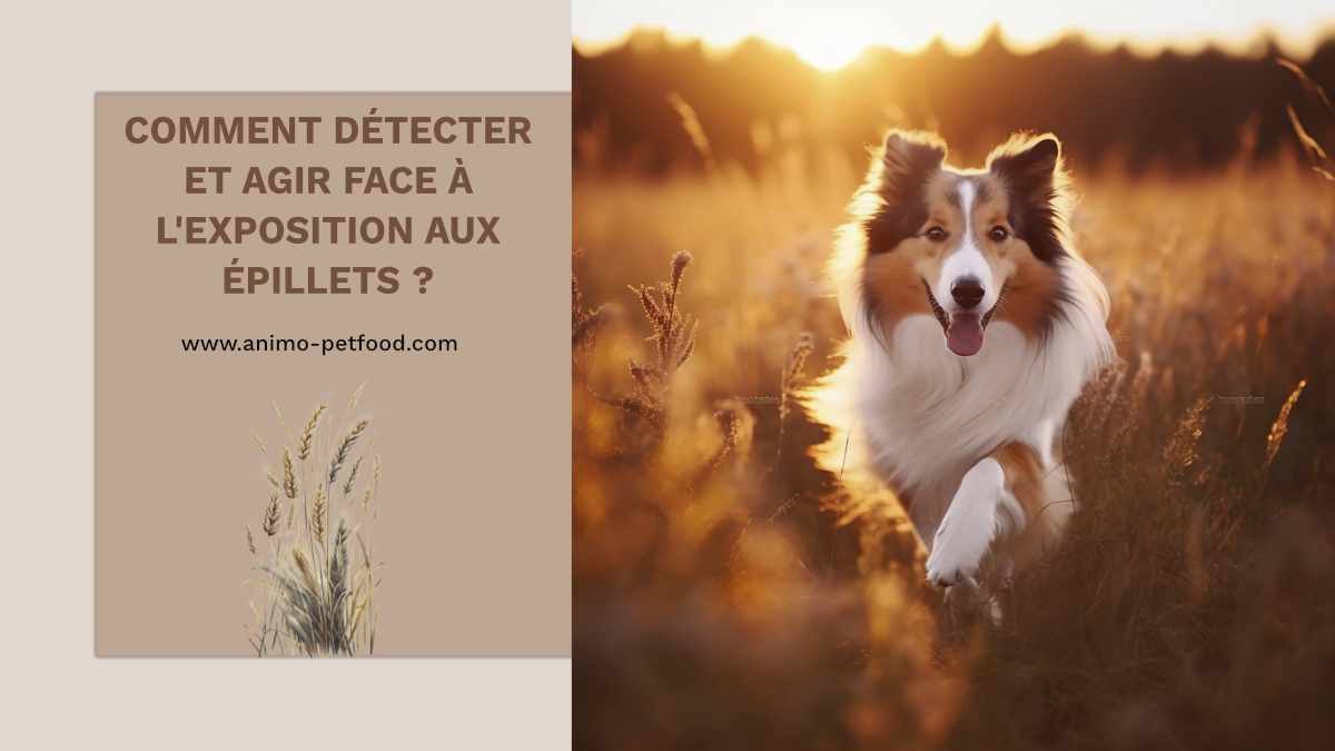 epillets-chien-detection-symptomes-exposition